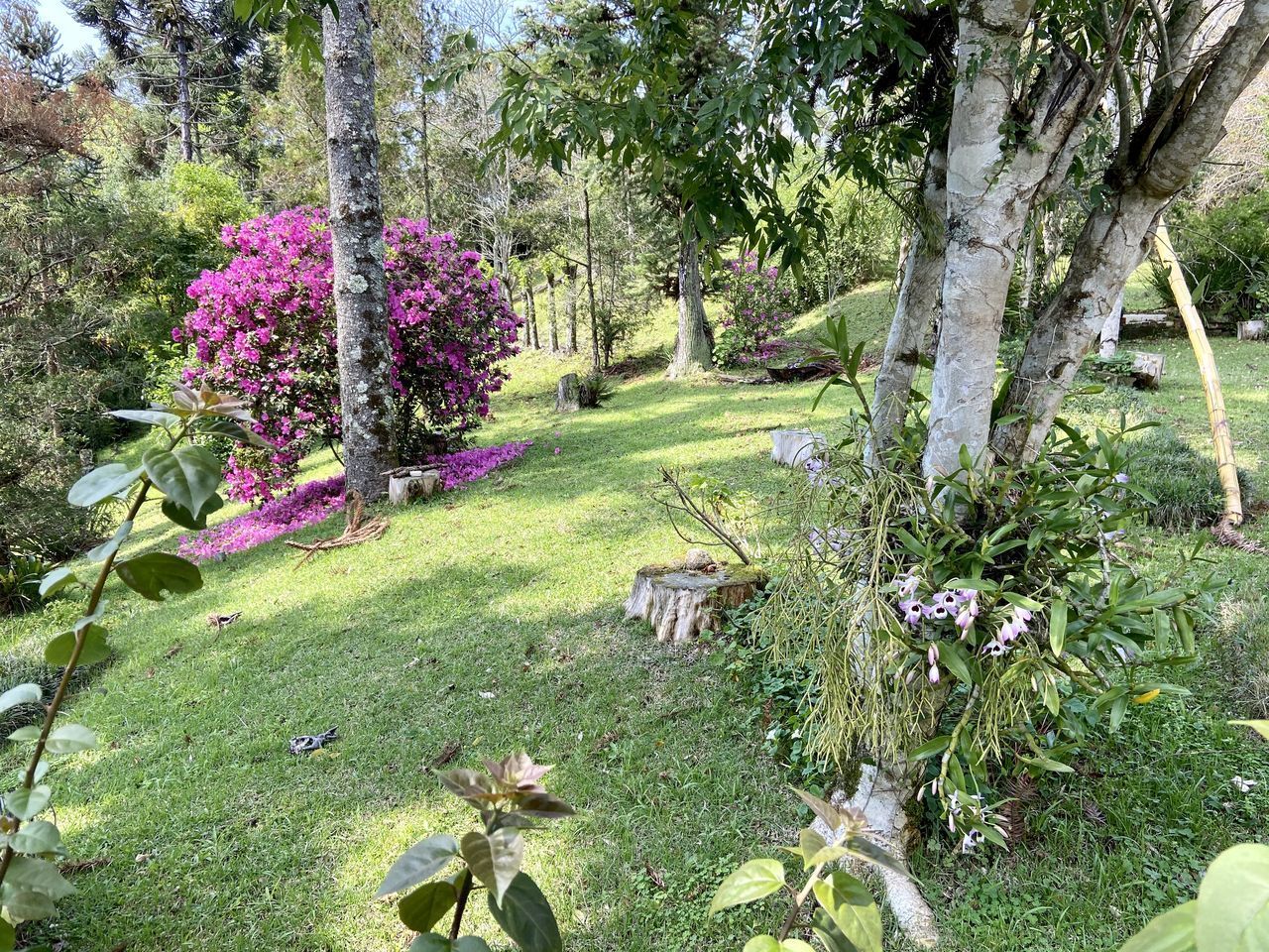 PINK FLOWERING PLANTS IN PARK