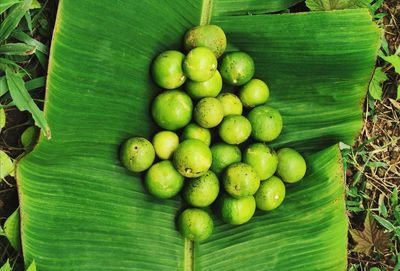 High angle view of fruits growing on tree