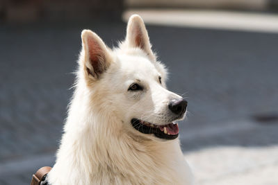 Close-up of dog sitting outdoors