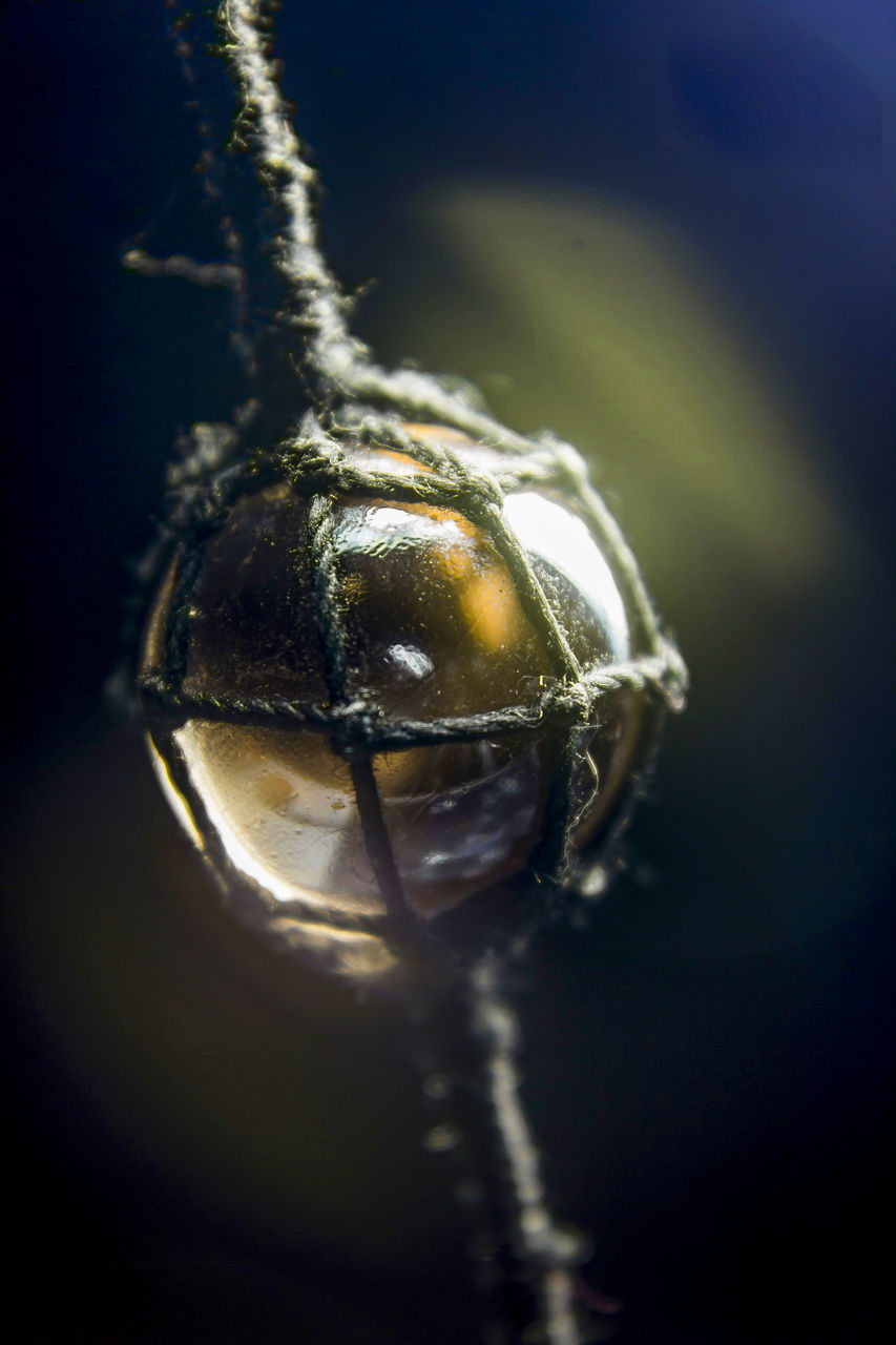 CLOSE-UP OF INSECT