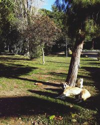 Cat relaxing on tree