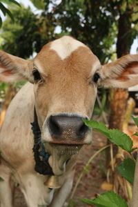 Close-up portrait of cow