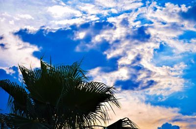 Low angle view of palm trees against cloudy sky