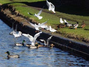 Ducks in a lake