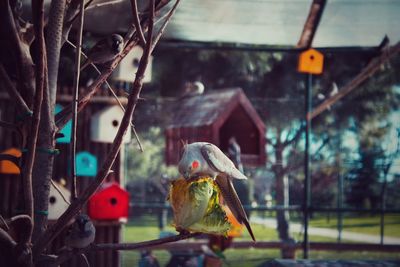 Close-up of birds perching on birdhouse