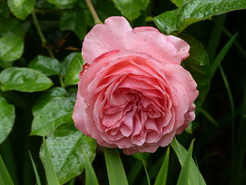 Close-up of pink rose flower