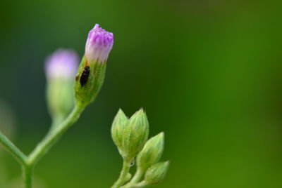 Close-up of insect on flower