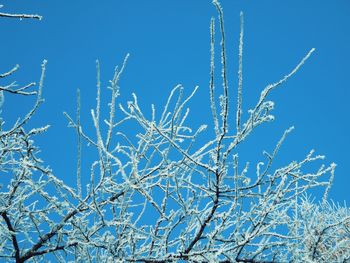 Low angle view of flower tree against clear blue sky