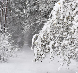 Trees on snow covered landscape