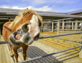 Close-up of a horse in an animal pen