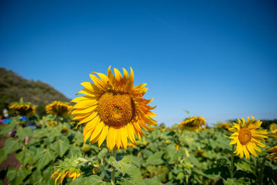 Close-up of yellow sunflower on field against clear sky