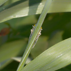 Close-up of lizard on plant