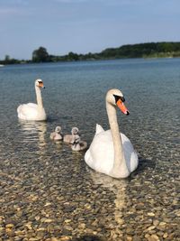 Swans swimming in lake