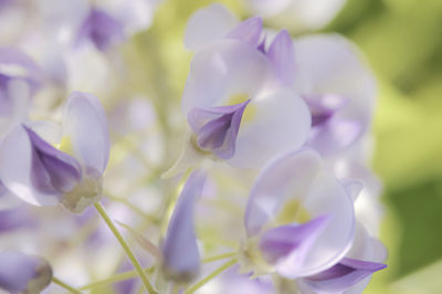 Close-up of purple flowering plant