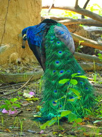 Close-up of peacock