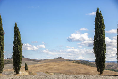 Panoramic shot of trees on field against sky