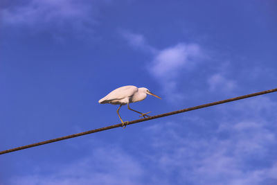 Low angle view of bird perching on cable against sky