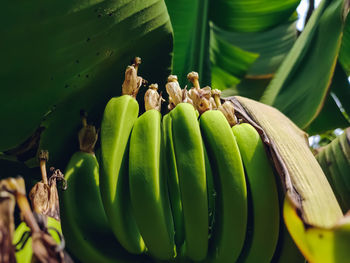 Banana is an elongated, edible fruit produced by several kinds of large herbaceous flowering plants
