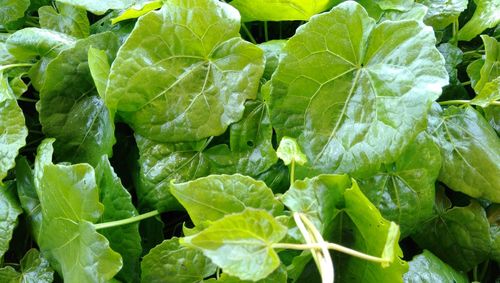 Crops after rain