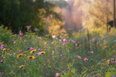 Close-up of pink flowering plants on field