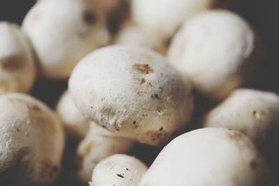 Close-up of mushrooms