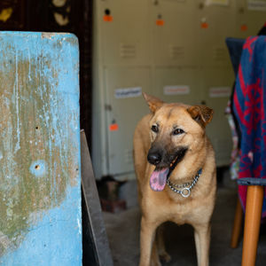 Portrait of dog looking through camera