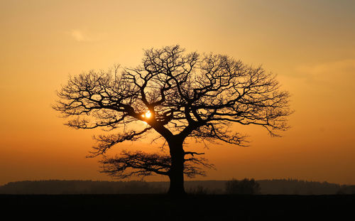 Silhouette oak tree against sky during sunset