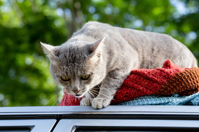 Close-up of a cat