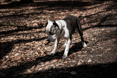 Dog standing on field