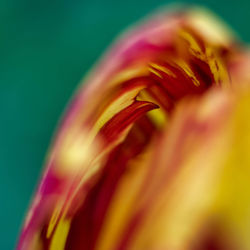 Close-up of yellow flowering plant