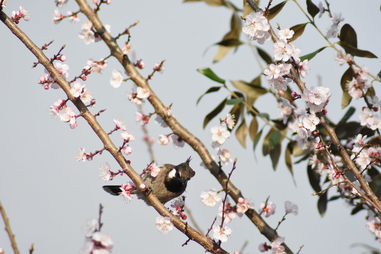 LOW ANGLE VIEW OF CHERRY BLOSSOM