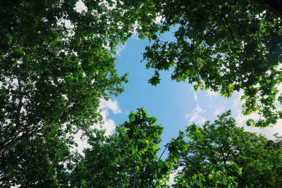 Low angle view of trees against sky