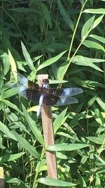 Close-up of insect on grass