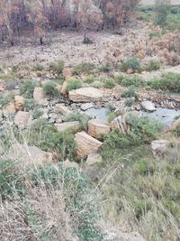 Plants growing on land in forest