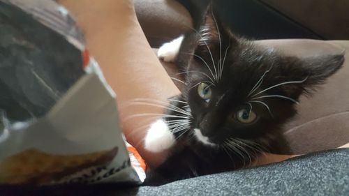 Close-up of hand with cat at home