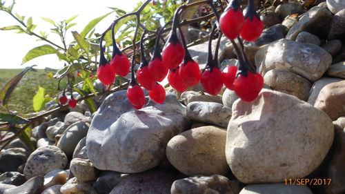 Close-up of red pebbles on rock