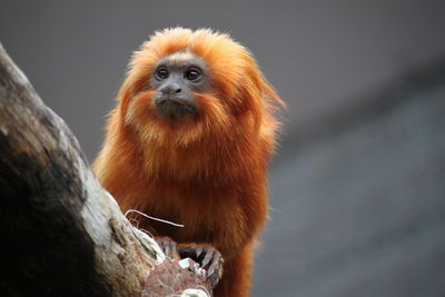 Close-up of brown monkey looking away on tree trunk