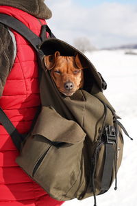 Dog on snow covered landscape during winter