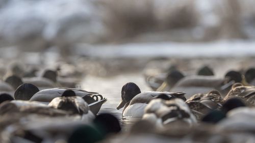 Mallards swimming