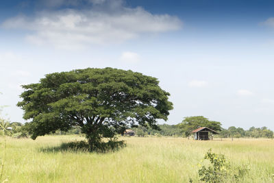 Trees on field against sky