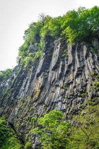 Low angle view of moss on rock formation