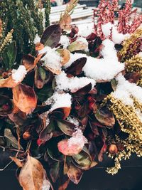 Close-up of frozen leaves during winter