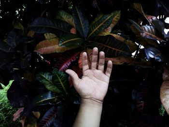 Close-up of cropped hand holding plant