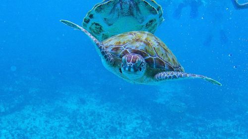 Close-up of turtle swimming in water