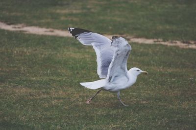 Seagull flying over a field