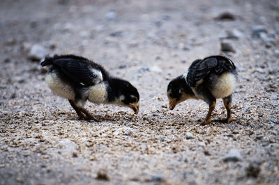 Close-up of birds on land