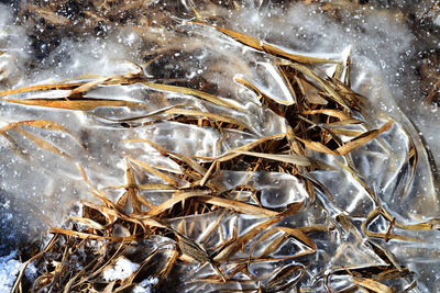 High angle view of fish on frozen water