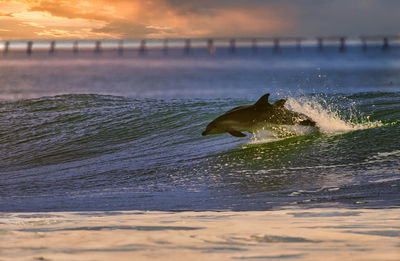 View of turtle in sea at sunset