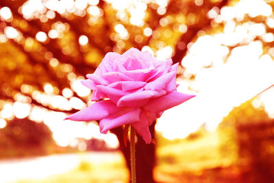 Close-up of pink flower blooming outdoors