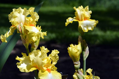 Close-up of yellow flowers blooming outdoors